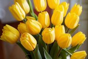 ДжаЯмми - Жёлтые тюльпаны