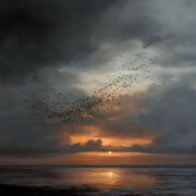 KseroN - Перелетные птицы