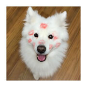 маленький маквин - Намордник