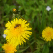 zoo in space, Южный - Песня про счастье