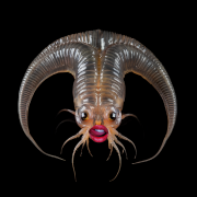 beattonarko - Пиявка