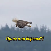 Елена Карпук - Орлы или вороны? (Татьяна Самаль)