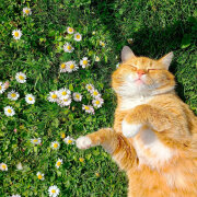 sqftyboy - табачка