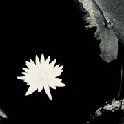 Miyagi, Эндшпиль - Наоборот